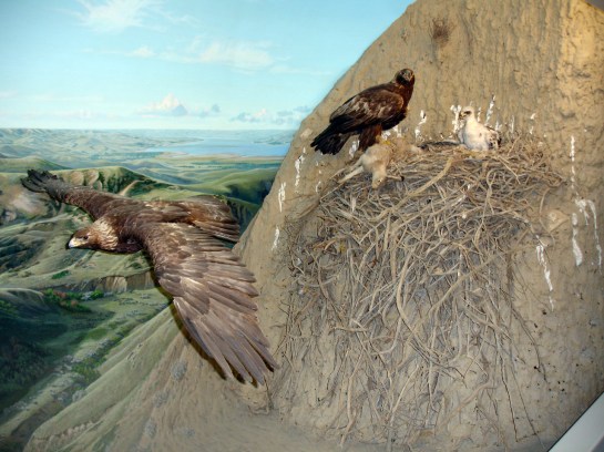 Golden Eagle (Aquila chrysaetos) Nest Scene Reconstitution ©WikiC
