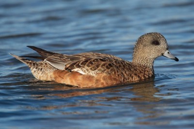 AmericanWigeon.female