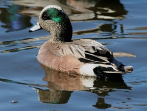AmericanWigeon.male