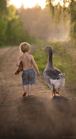 Greylag Goose (Anser anser) Pals Walking ©Pinterest