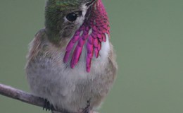 Lee’s Four Word Thursday –&nbsp;12/15/16