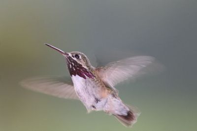 Calliope Hummingbird (Stellula calliope) ©Wiki