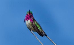 Calliope Hummingbirds – North America’s&nbsp;Smallest