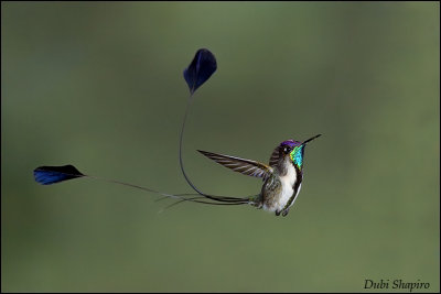 Marvelous Spatuletail (Loddigesia mirabilis) ©©Dubi Shapiro
