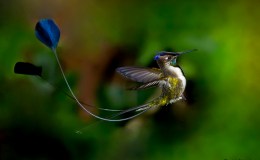 Peru’s Marvellous Hummingbird –&nbsp;Again