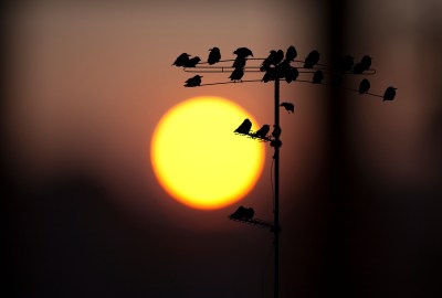 Birds At Sunrise ©PixelFantasies-by Lars Claussen