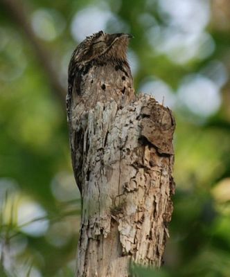 Common Potoo (Nyctibius griseus) ©WikiC
