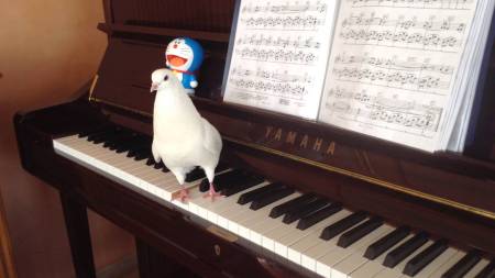 Pigeon on Keyboard ©©