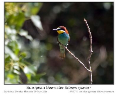 European Bee-eater (Merops apiaster) by Ian