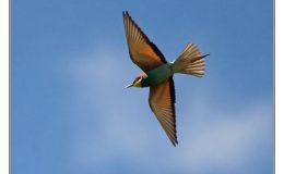 Ian’s Bird of the Week – European&nbsp;Bee-eater