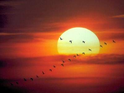 Geese Flying Early in the Morning ©©