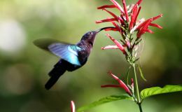 Be Thankful for&nbsp;Pollinators!