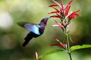 Purple-throated Hummingbird (Carib) ©WikiC