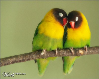Black-cheeked Lovebird (Agapornis nigrigenis) Sleeping ©Worth 1000