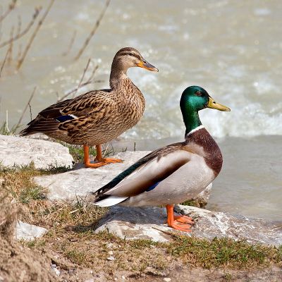 Mallard.male-and-female-shore