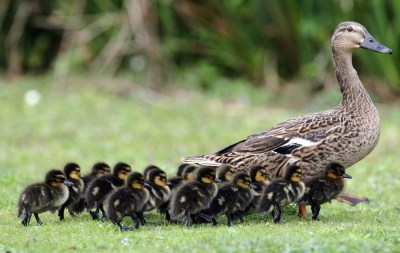 Mallard mom with ducklings