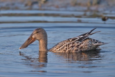 Northern Shoveler (Anas clypeata): female ©WikiC