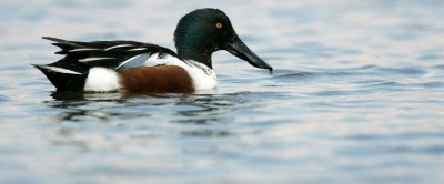 Northern Shoveler Male Close Up