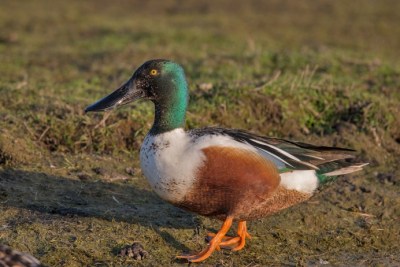 Northern Shoveler (Anas clypeata): male ©WikiC