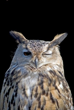 Owl Winking ©Flickr Darren D