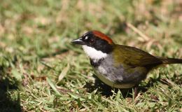 Sunday Inspiration – Emberizidae Family Allies&nbsp;I