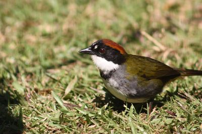 Chestnut-capped Brushfinch (Arremon brunneinucha) ©WikiC