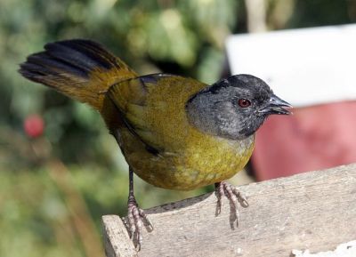 Large-footed Finch (Pezopetes capitalis) ©WikiC
