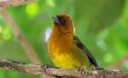 Sunday Inspiration – Emberizidae Family Allies&nbsp;II