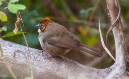 Dividing the Buntings and Sparrows – I.O.C.&nbsp;8.1