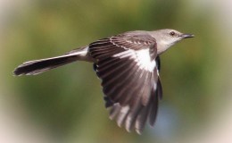 Lee’s Three Word Wednesday –&nbsp;7/6/16