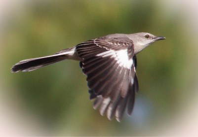 Northern Mockingbird (Mimus polyglottos) In Flight ©Flickr Tom Wicker