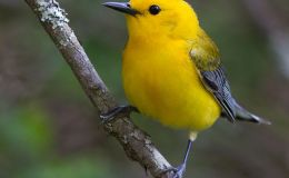 Prothonotary Warbler And An&nbsp;Update
