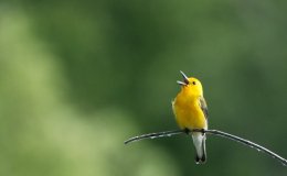 Bird Song Hero: Learning&nbsp;Game