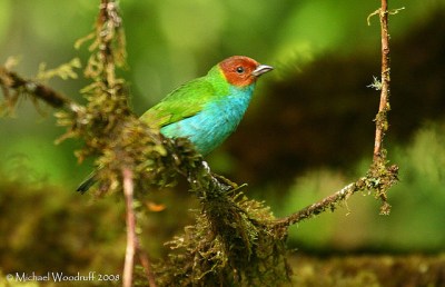 PAS-Thra Bay-headed Tanager (Tangara gyrola) by Michael Woodruff 2