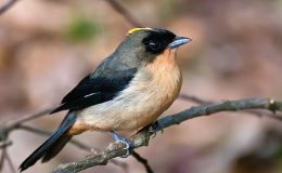 Sunday Inspiration – Thraupidae – Tanagers and Allies&nbsp;I