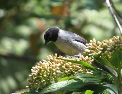Black-headed Hemispingus (Hemispingus verticalis) ©WikiC