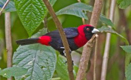 Sunday Inspiration – Thraupidae – Tanagers and Allies&nbsp;II