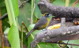 I.O.C. Version 8.1 Update&nbsp;Completed