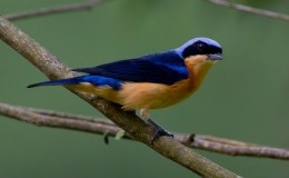 Sunday Inspiration – Thraupidae – Tanagers and Allies&nbsp;III