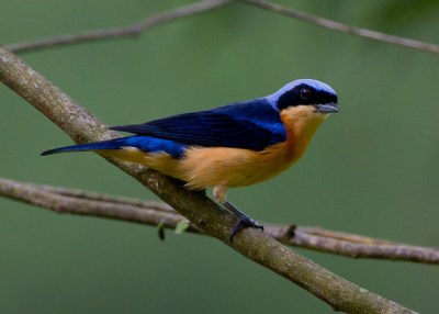 Fawn-breasted Tanager (Pipraeidea melanonota) ©WikiC