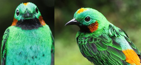Orange-eared Tanager (Chlorochrysa calliparaea bourcieri) ©Flickr Andres Cuevo