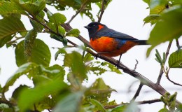 Avian And Attributes – Scarlet-plus&nbsp;Birds