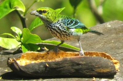 Speckled Tanager (Tangara mexicana) ©WikiC