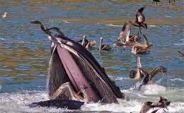 Lee’s Six Word Saturday –&nbsp;6/18/15