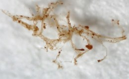 “Young Blood” by Creation&nbsp;Moments