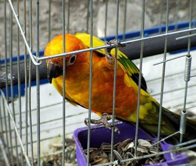 Sun Parakeet (Aratinga solstitialis) In a Cage - Pet ©WikiC