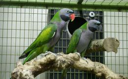 Lee’s Five Word Friday –&nbsp;6/3/16