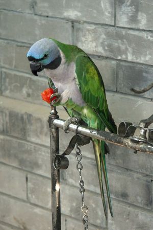 Lord Derby's Parakeet (Psittacula derbiana) ©WikiC