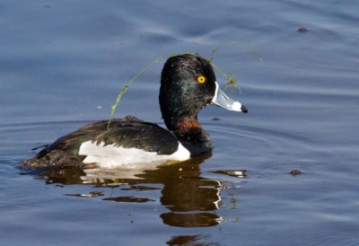 RingneckedDuck.male
