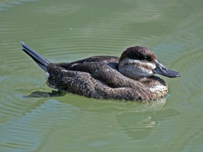 RuddyDuck.female